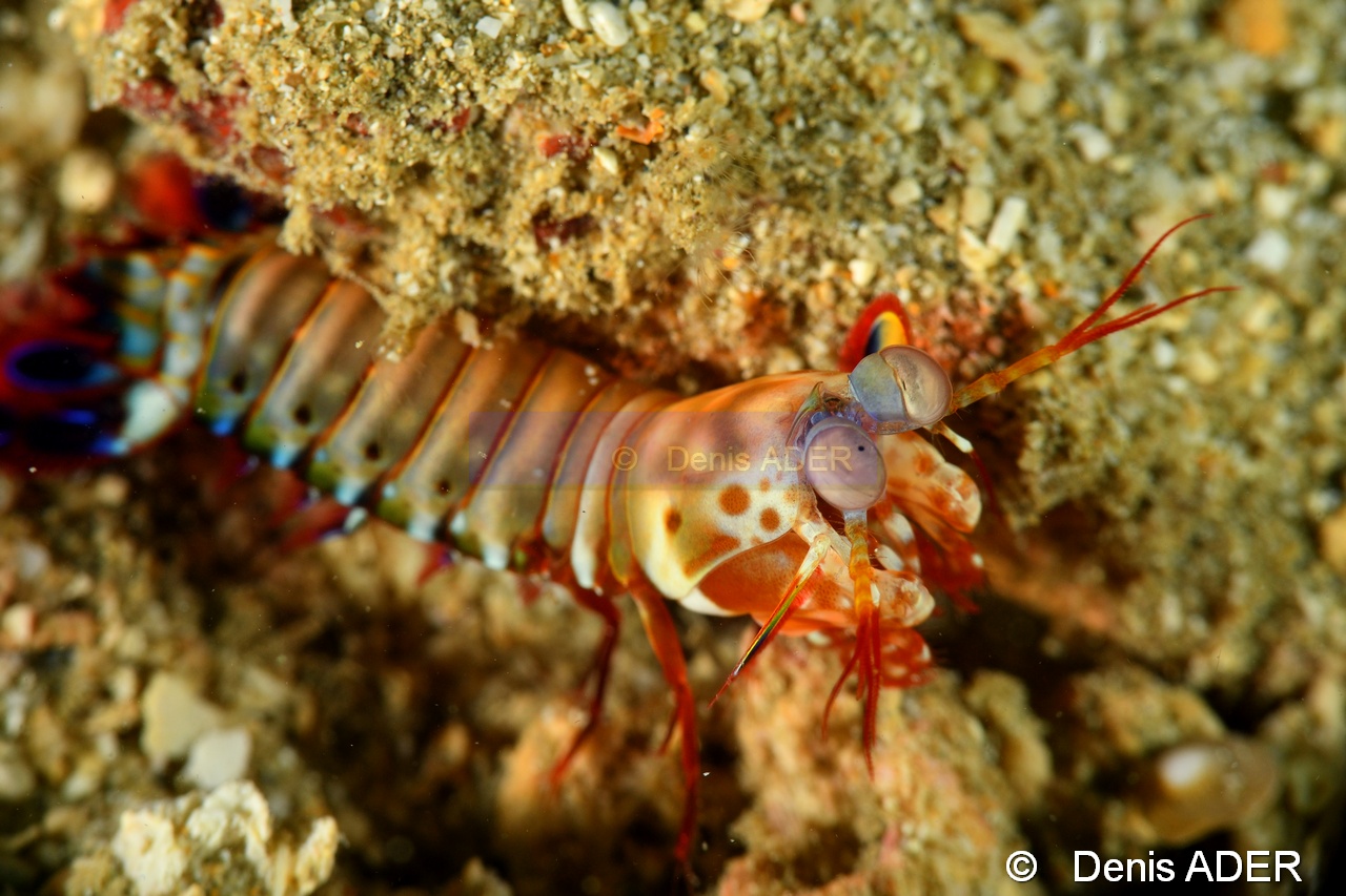 Odontodactylus scyllarus-Wakatobi Pasar wajo Beach-21m-20180602-Denis-ADER-DSC_3173_tn.jpg